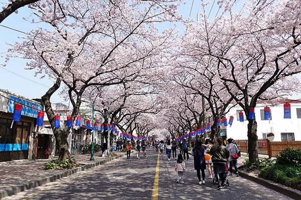 Jeonnong-ro Road (Cherry Blossom Street) 